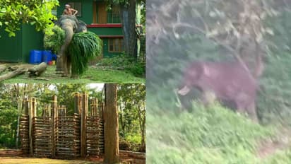 പിടി സെവൻ: സർക്കാരിന് നഷ്ടം ലക്ഷങ്ങൾ, കുങ്കിയാനകളെയടക്കം കൊണ്ടുപോയതിൽ വയനാട്ടിൽ പ്രതിഷേധം