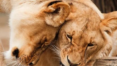 സഫാരി പാര്‍ക്കില്‍ പെണ്‍സിംഹത്തെ ആക്രമിച്ച് കൊന്ന് ആണ്‍സിംഹം