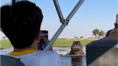 ബോട്ടിനെ പിന്തുടർന്ന് ഹിപ്പോപൊട്ടാമസ്; വൈറലായി വീഡിയോ