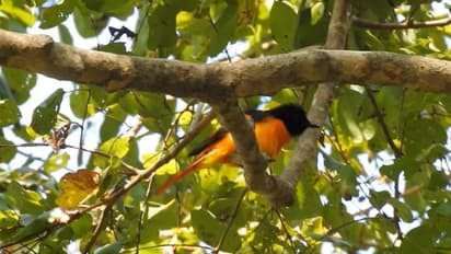 സൈലന്റ് വാലിയില് 17 ഇനം പുതിയ പക്ഷികളെ കണ്ടെത്തി; മൂന്ന് ദിവസത്തെ സര്വെ പൂര്ണം