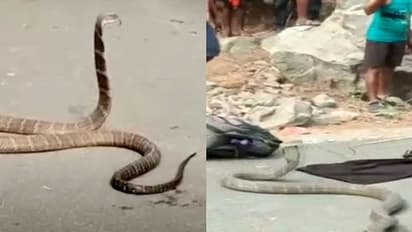 നടുറോഡില്‍ പത്തിവിരിച്ച് കൊത്താനൊരുങ്ങി രാജവെമ്പാല, ബാഗിലും ആഞ്ഞു കൊത്തി; വീഡിയോ 