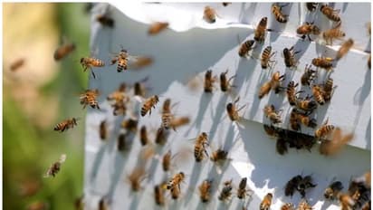 മലപ്പുറത്ത് സ്കൂൾ വിട്ടുവരുന്ന വഴിയിൽ വിദ്യാർത്ഥികൾക്ക് കടന്നൽ കുത്തേറ്റു