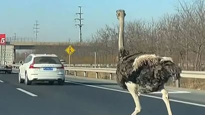 बीच सड़क सरपट दौड़ रहे शुतुरमुर्ग की कुछ इस तरह पुलिस ने दबोच ली गर्दन, Video देख हंसी कंट्रोल नहीं होगी