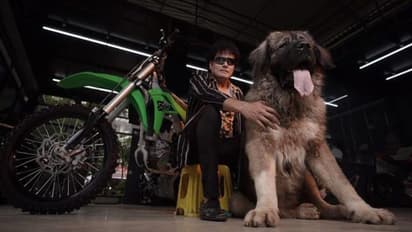 ചെന്നായ്ക്കളെ വേട്ടയാടും, റഷ്യൻ ജയിലുകൾക്ക് കാവൽ; 20 കോടിക്ക് കിടിലൻ നായയെ സ്വന്തമാക്കി യുവാവ് -മാസ് വീഡിയോ