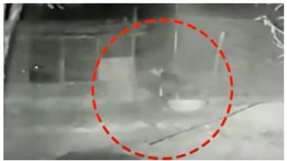 പൈതല്‍മലയില്‍  ഭീതി പരത്തുന്നത് പുലി തന്നെ, താറാവിനെ പിടിക്കുന്ന ദൃശ്യങ്ങള്‍ ക്യാമറയില്‍, ജാഗ്രതാ നിര്‍ദേശം