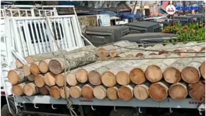 ഉടമസ്ഥൻ അറിയാതെ പറമ്പില്‍ നിന്നും തെങ്ങുകൾ മുറിച്ച് കടത്തിയ കേസ്; രണ്ടാം പ്രതി പിടിയില്‍ 