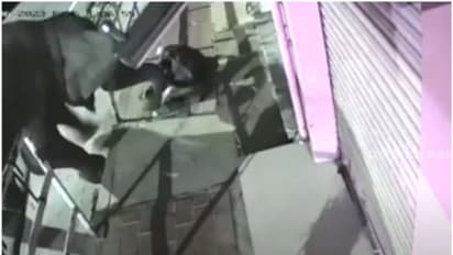 കാട്ടാനയുടെ സാന്നിധ്യം; വയനാട് സുൽത്താൻബത്തേരി നഗരസഭയിലെ പത്ത് വാർഡുകളിൽ നിരോധനാജ്ഞ 