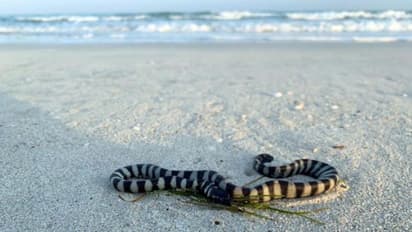 ബീച്ചുകളില്‍ കടല്‍ പാമ്പുകളുടെ സാന്നിദ്ധ്യം; യുഎഇയില്‍ മുന്നറിയിപ്പുമായി അധികൃതര്‍