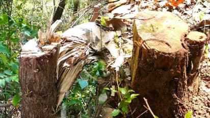 മച്ചാട് വനമേഖലയിൽ വനം കൊള്ളക്കാര്‍ മുറിച്ചത് 22 ചന്ദനമരങ്ങൾ, മിക്കതും ഉപേക്ഷിപ്പെട്ട നിലയിൽ