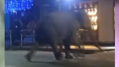 ബത്തേരിയെ വിറപ്പിച്ച കാട്ടുകൊമ്പൻ ഒടുവിൽ കുരുങ്ങി: പിഎം2-വിനെ മയക്കുവെടി വച്ച് വീഴ്ത്തി 