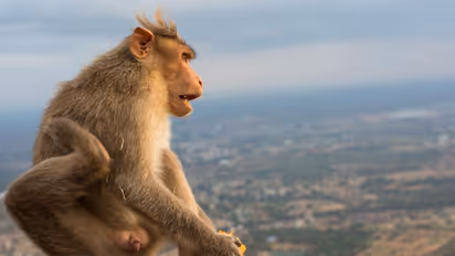 കുരങ്ങുകള്‍ക്കൊപ്പം സെല്‍ഫി; യുവാവ് മലയിടുക്കിലേക്ക് ഉരുണ്ടുവീണ് മരിച്ചു