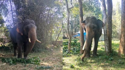 கூடலூர் அருகே காட்டு யானை தாக்கி முதியவர் உயிரிழப்பு