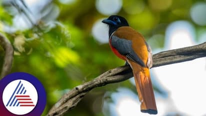 Udupi: ಕೊಡಚಾದ್ರಿಯಲ್ಲಿ ಹಕ್ಕಿಹಬ್ಬ: ಚಾರಣ ಪ್ರಿಯರು, ಪಕ್ಷಿ ವೀಕ್ಷಕರಲ್ಲಿ ಭಾರೀ ಸಂತಸ