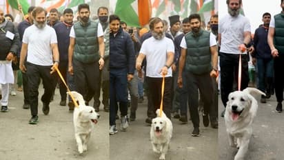 ರಾಹುಲ್‌ ಜೊತೆ ಹೆಜ್ಜೆ ಹಾಕಿದ ಪ್ರಿಯಾಂಕ ನಾಯಿ!