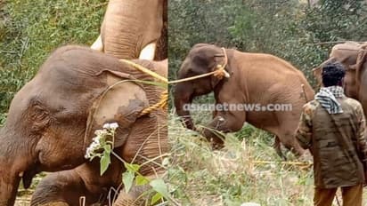 'അരിയാണ് സാറെ ഇവന്‍റെ വീക്ക്‌നെസ്'; ഗൂഢല്ലൂരിന്‍റെ 'അരസിരാജ' കൊലയാളി ആനയായത് ഇങ്ങനെ...