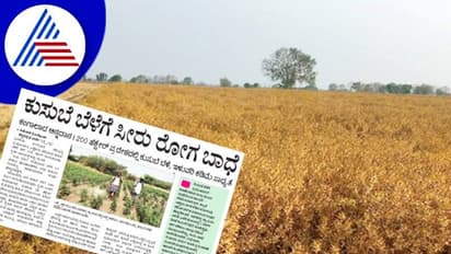 Agriculture: ಕುಸುಬೆ ಬೆಳೆಗೆ ಸೀರು ರೋಗ ಬಾಧೆ, ರೈತರು ಹೈರಾಣು