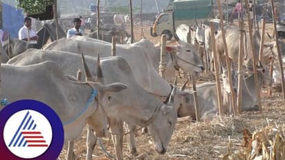 Hassan: ಜಾನುವಾರು ಚರ್ಮಗಂಟು ರೋಗ: ಐತಿಹಾಸಿಕ ಬೂಕನಬೆಟ್ಟ ರಾಸುಗಳ ಜಾತ್ರೆ ನಿಷೇಧ