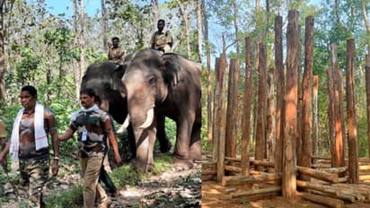 പി.ടി ഏഴിനെ പിടികൂടാൻ ദൗത്യസംഘവും കുങ്കികളും; യൂക്കാലി കൂടൊരുക്കി കാത്തിരുപ്പ്