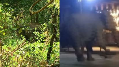 വന്യമൃഗശല്യം: ചീഫ് വൈല്‍ഡ് ലൈഫ് വാര്‍ഡനെതിരെ നടപടിയാവശ്യപ്പെട്ട് മുഖ്യമന്ത്രിയ്ക്ക് എംഎല്‍എയുടെ പരാതി