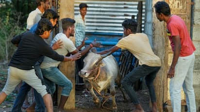 Jallikattu Places 2023: உலகப் புகழ்பெற்ற மதுரை ஜல்லிக்கட்டு நடைபெறும் இடங்கள்!