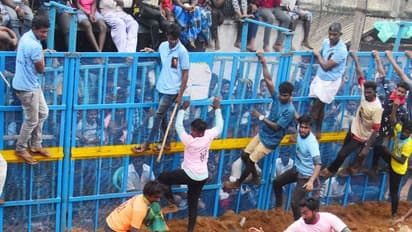 गुस्से में दौड़ते 300 सांडों को काबू करने उतरे 500 लोग, 2000 साल पुराने खतरनाक खेल 'जल्लीकट्टू' की कहानी