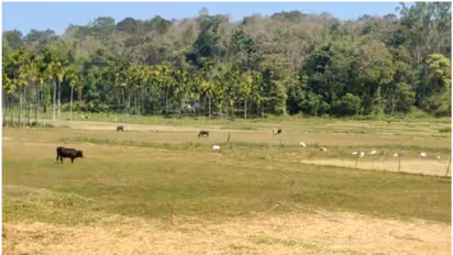 രണ്ട് മാസത്തിനിടെ കടുവ കൊലപ്പെടുത്തിയത് പത്ത് വളര്ത്തുമൃഗങ്ങളെ; നഷ്ടപരിഹാരം നിഷേധിച്ച് വനം വകുപ്പും
