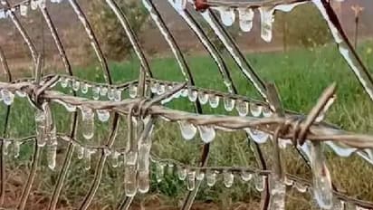 राजस्थान में जानिए कैसी पड़ रही है ठंड, शीतलहर के बीच हो सकती है बारिश, मौसम विभाग ने जारी किया अलर्ट