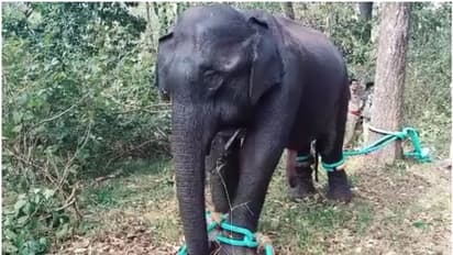 പിഎം 2 കാട്ടാന മെഡിക്കൽ സംഘത്തിന്റെ നിരീക്ഷണത്തിൽ