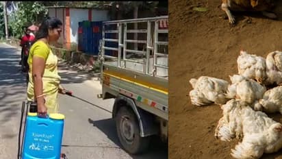 வேகமாக பரவும் பறவை காய்ச்சல்.. முட்டை, இறைச்சி விற்பனைக்கும் தடை.. உஷார் நிலையில் தமிழகம்..!