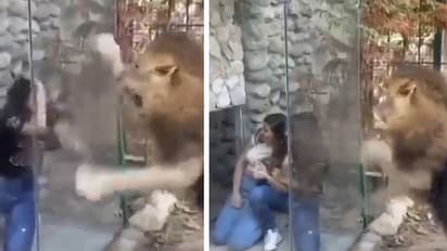 കൂട്ടിലിട്ട സിംഹത്തെ അസ്വസ്ഥതപ്പെടുത്തുന്ന പെണ്‍കുട്ടികള്‍; വീഡിയോ...