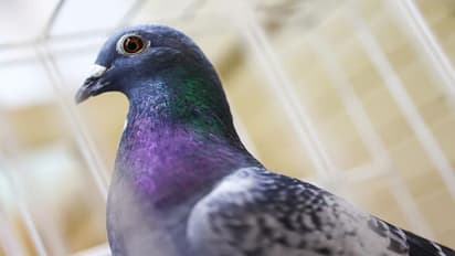 కాళ్లకు జీపీఆర్ఎస్ పరికరంతో పావురం.. అల్లూరి జిల్లాలో కలకలం..