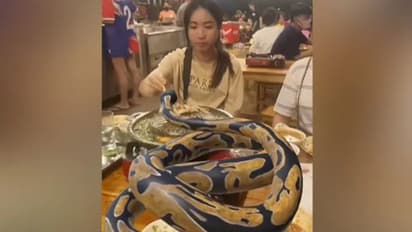 കൂറ്റൻ പെരുമ്പാമ്പിന് ഭക്ഷണം കൊടുക്കുന്ന യുവതികള്; വൈറലായ വീഡിയോയ്ക്ക് പിന്നില്...