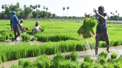 Chikkaballapura :   ಜಿಲ್ಲೆಯಲ್ಲಿ 37 ಸಾವಿರ ರೈತರಿಗಿಲ್ಲ ಪಿಎಂ ಕಿಸಾನ್‌ ನಿಧಿ!