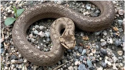 పామును మెడలో వేసుకుని శివుడిలా ఫోజు.. సెల్ఫీ పిచ్చికి యువకుడు బలి