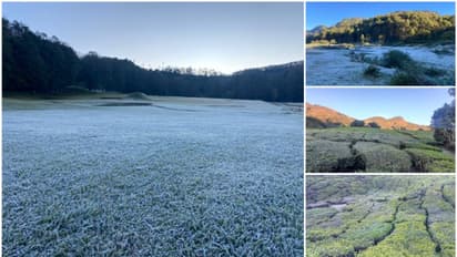 മൂന്നാറില്‍ അതിശൈത്യത്തിന്‍റെ നാളുകള്‍; സെവൻമല്ലയിലും  ദേവികുളത്തും പൂജ്യം ഡിഗ്രി സെല്‍ഷ്യസ്