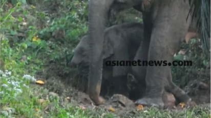 തുമ്പികൈ ഇല്ലാത്ത കുട്ടിയാനയെ ഒരാഴ്ചയായിട്ടും കണ്ടെത്താനാവാതെ വനംവകുപ്പ്