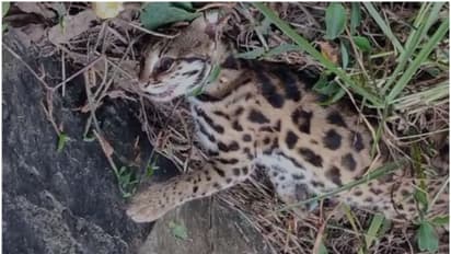 വണ്ടന്മേടിന് സമീപം പൂച്ചപ്പുലിയെ ചത്തനിലയിൽ കണ്ടെത്തി