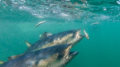 Bluefin tuna: அடேங்கப்பா! ஒரு மீன் விலை 2 கோடி ரூபாயாம்.. அப்படி அதுல என்ன ஸ்பெஷல்? 
