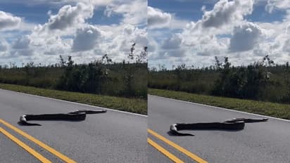 ರಸ್ತೆ ದಾಟುತ್ತಿರುವ 15 ಅಡಿ ಉದ್ದದ ಹೆಬ್ಬಾವು... ವಿಡಿಯೋ ವೈರಲ್ 