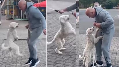 ಸ್ಕಿಪ್ಪಿಂಗ್ ಮಾಡಿ ವಿಶ್ವ ದಾಖಲೆ ನಿರ್ಮಿಸಿದ ಶ್ವಾನ:  ವೈರಲ್ ವಿಡಿಯೋ 