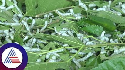 ರೇಷ್ಮೆ ಬೆಲೆ ಕುಸಿತ: ಸಂಕಷ್ಟದಲ್ಲಿ ಬೆಳೆಗಾರರು