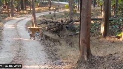 ನಾಲ್ಕು ಮುದ್ದಾದ ಮರಿಗಳೊಂದಿಗೆ ಕಾಣಿಸಿಕೊಂಡ  ಕಾಲರ್‌ವಾಲಿಯ ಮಗಳು