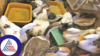 ಬೆಂಗ್ಳೂರಲ್ಲಿ ಮಾರಾಟಕ್ಕಿಟ್ಟಿದ್ದ 1,344 ಸಾಕು ಪ್ರಾಣಿ, ಪಕ್ಷಿಗಳು ವಶಕ್ಕೆ