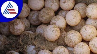 ಕಾಸರಕೋಡ ಟೊಂಕದ ಕಡಲತೀರದಲ್ಲಿ Olive ridley ಜಾತಿಯ ಕಡಲಾಮೆ ಮೊಟ್ಟೆಪತ್ತೆ!