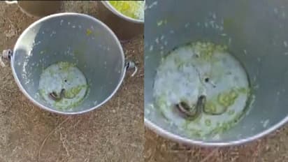 ബംഗാളിൽ സ്കൂളിലെ ഉച്ചഭക്ഷണത്തിൽ പാമ്പ്; നിരവധി വിദ്യാര്ത്ഥികള് ആശുപത്രിയില്