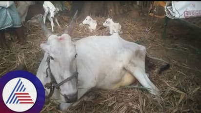 Bagalakote: ಒಂದೇ ಬಾರಿಗೆ ನಾಲ್ಕು ಕರುಗಳಿಗೆ ಜನ್ಮ ನೀಡಿದ ಹಸು: ರೈತರಿಗೆ ಭಾರೀ ಅಚ್ಚರಿ