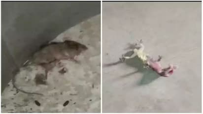 കുരുന്നുകള്‍ക്ക് നല്‍കുന്ന ഉച്ചഭക്ഷണത്തില്‍ ചത്ത പല്ലിയും എലിയും! സംഭവം പ്രൈമറി സ്കൂളില്‍, ഞെട്ടി നാട്