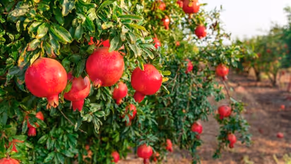 தினமும் 2 மாதுளைப் பழங்கள் போதும்- டாக்டரிடம் போகவே வேண்டாம்..!!