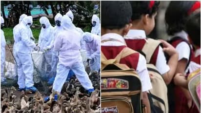 കോഴിക്കോട് പക്ഷിപ്പനി സ്ഥിരീകരിച്ച പ്രദേശത്തെ മൂന്ന് സ്കൂളുകള്ക്ക് ജില്ലാ കളക്ടർ അവധി പ്രഖ്യാപിച്ചു