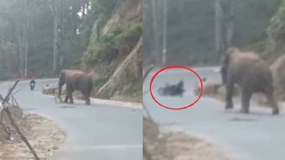 കാട്ടാനയുടെ മുന്നിൽ ബൈക്ക് മറിഞ്ഞു, തലനാരിഴയ്ക്ക് രക്ഷപ്പെട്ട് യാത്രികൻ